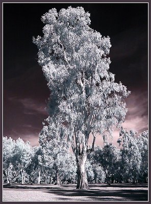 Eucalyptus Tree  Infrared