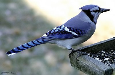 Blue Jay