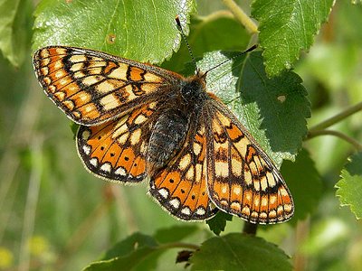 Marsh Fritillary