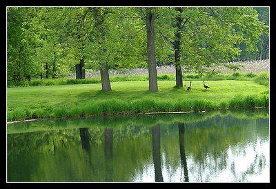 Spring Reflections