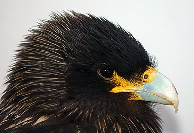 Caracara