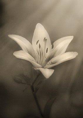 Asian Lilly