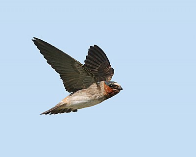 Flight of the Swallow