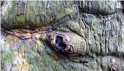 the bulging eye