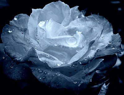 Blue rose....After rain
