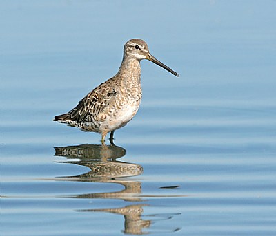 Short-billed Dowitcher