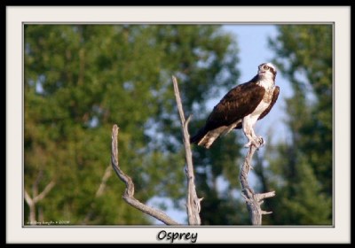 Osprey (Pandion haliaetus)