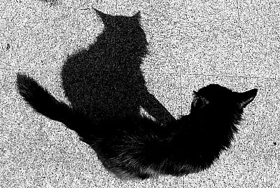 the cat...s 