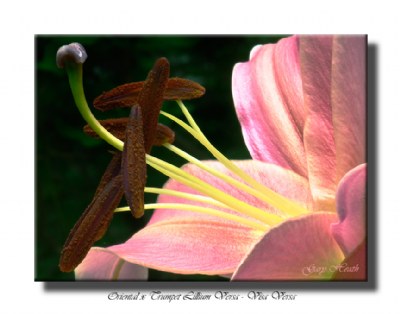 Oriental x Trumpet Lillium Versa