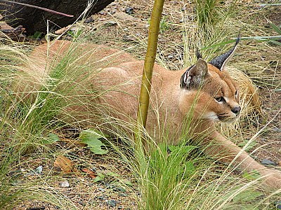 Caracal :)