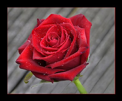 Red wet rose