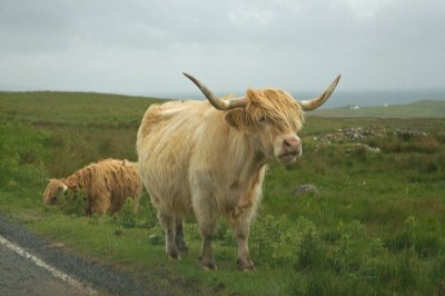 Highland Coo, Isle of Skye