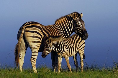 Zebra