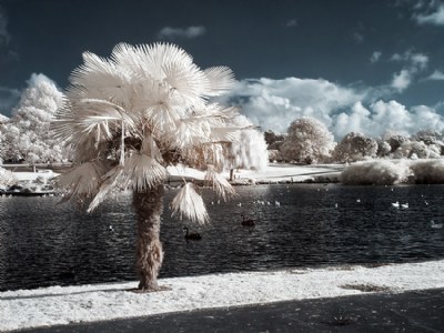 Winter Palm