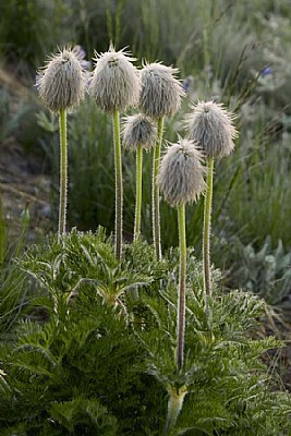 Western Anemone Seed Head