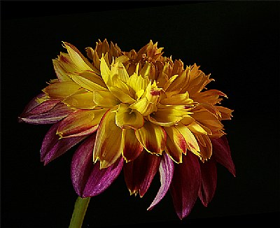 pooh - dahlia