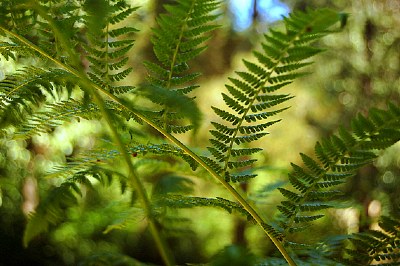 SHADES  OF  GREEN 