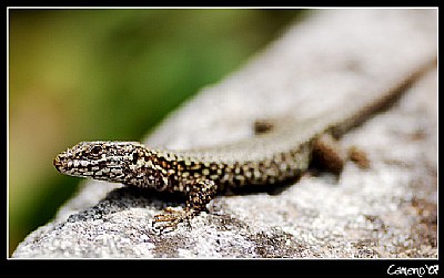 Small Lizard