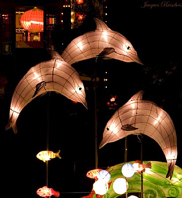 Dolphins, Chinese lanterns 2008