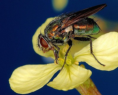 Blowfly beauty