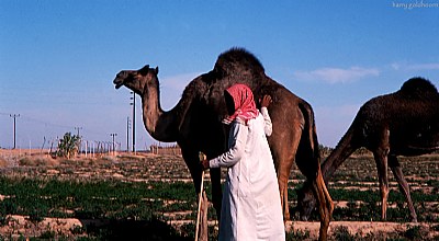 camel