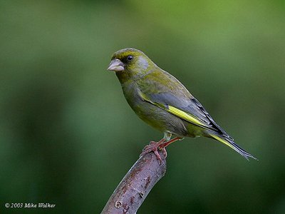 Greenfinch