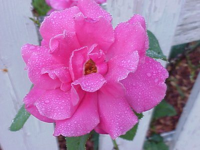 Spring shower