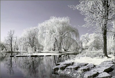 Willow Trees #3