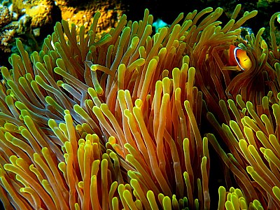 Hiding in the anemone