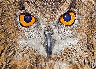 Eagle Eye Owl