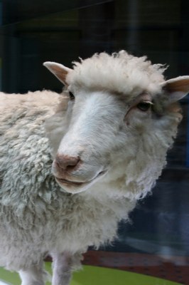 Dolly