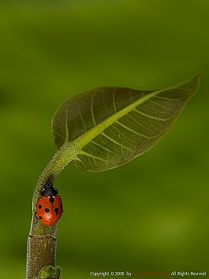 ...:::   lady bird   :::...