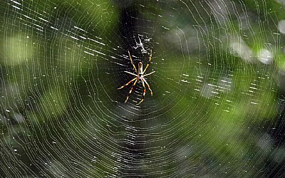 Spiders Web