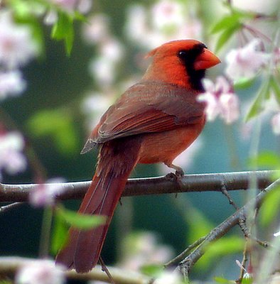 Cardinal in Cherry Blossoms