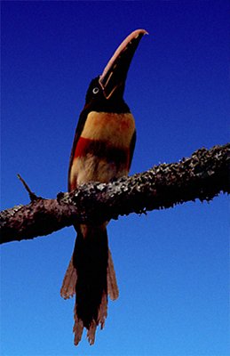 Toucan in Brazil
