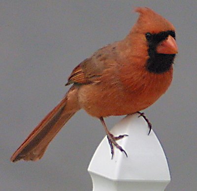 Cardinal on fence post