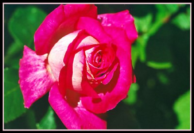 A summer rose
