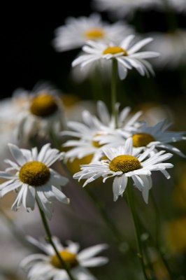 Daisies