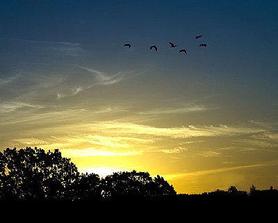 sunrise birds