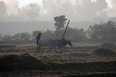 Old-fashioned ploughing