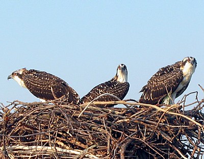 Osprey triplet fledglings