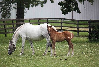 Baby & Mare