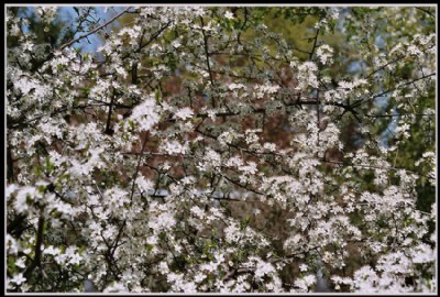 The almond tree