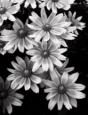Flowers in Monochrome