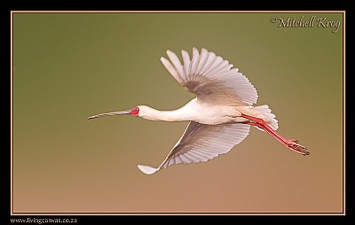Spoonbill in Flight