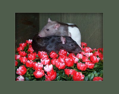 rat love