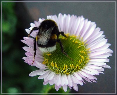 Pollination