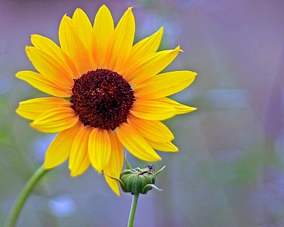 Sunflower with Bug