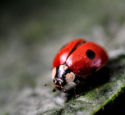 coccinella