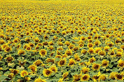 Sunflowers Sea